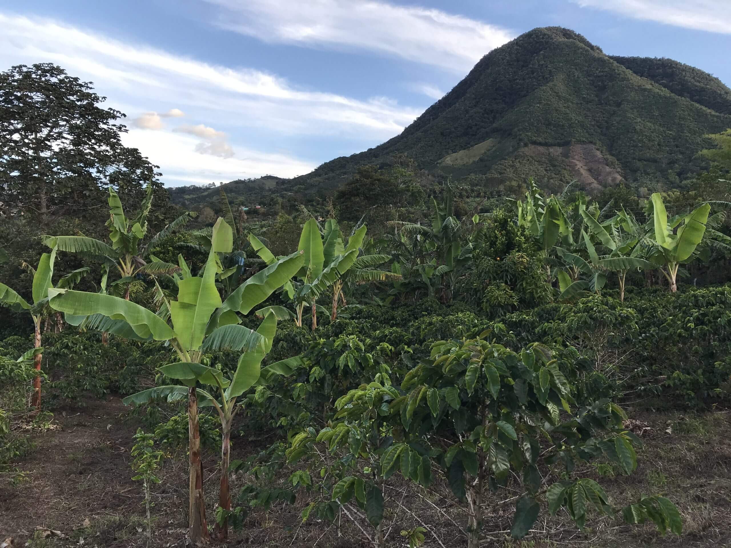 Cztery kawy specialty z Kolumbii z jednej plantacji